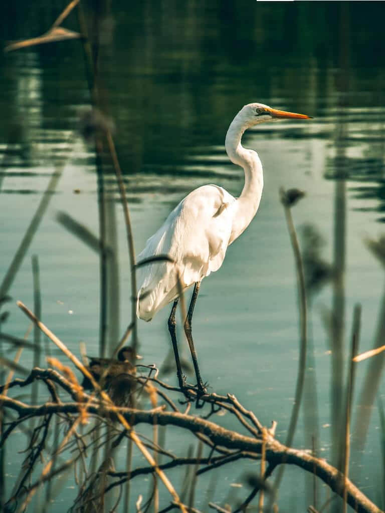 visite nature en vendee