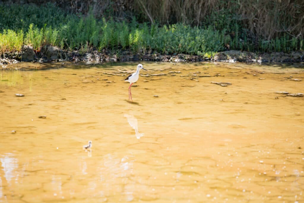 visite nature et biodiversité en vendée - crédit photo : S.Bourcier / Vendée Expansion