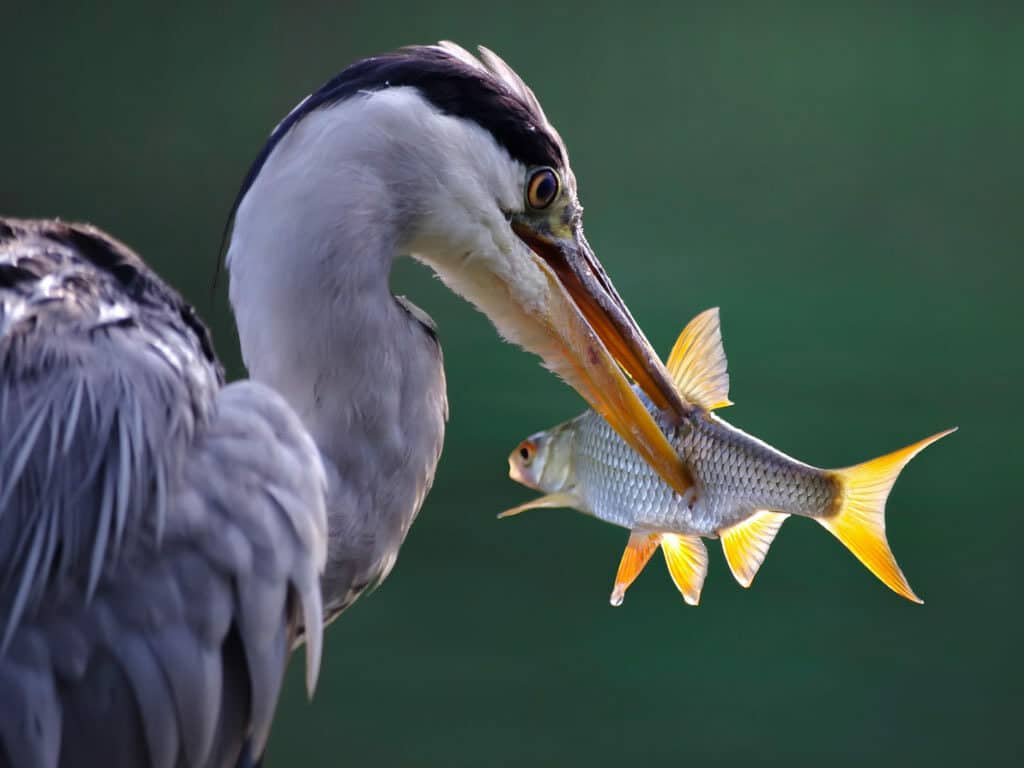 héron - oiseau de vendée les salines aux sables d'olonne