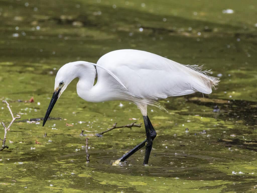 Aigrette - oiseau de Vendée aux Salines 