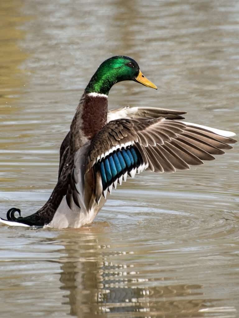 canard - observation d'oiseaux de vendée aux salines, les sables d'olonne