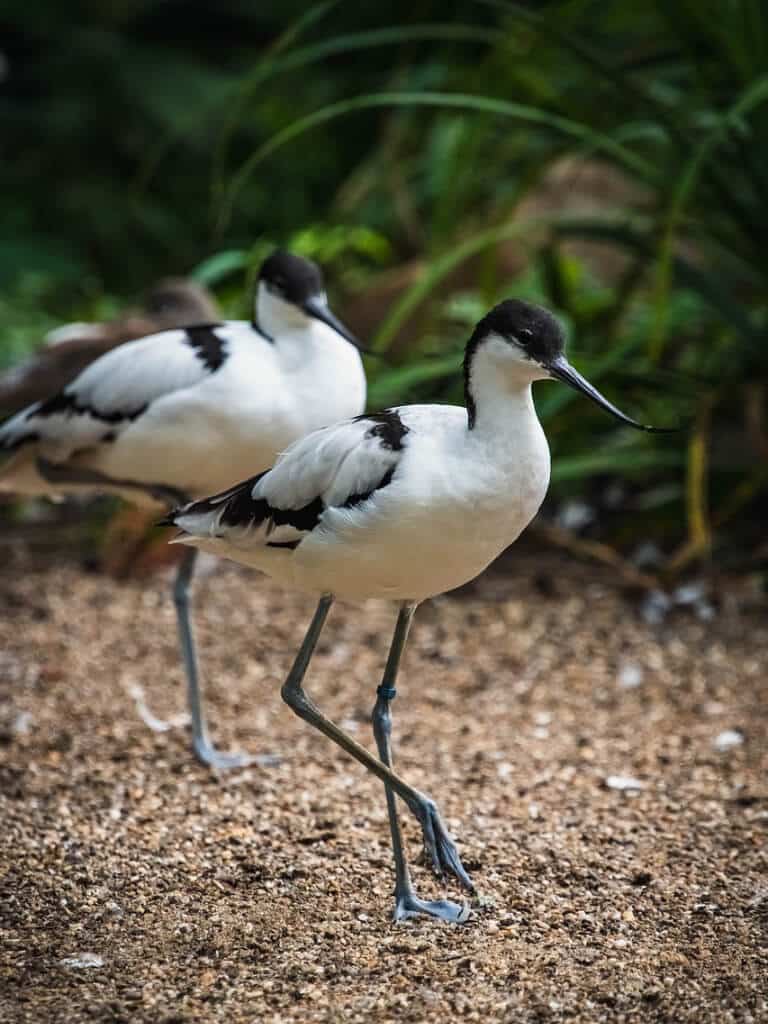 avocette - oiseaux vendée