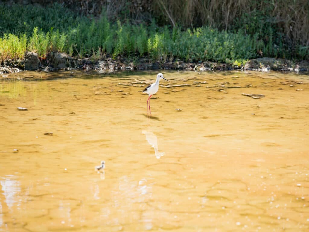 Echasse avec ses petits aux Salines.