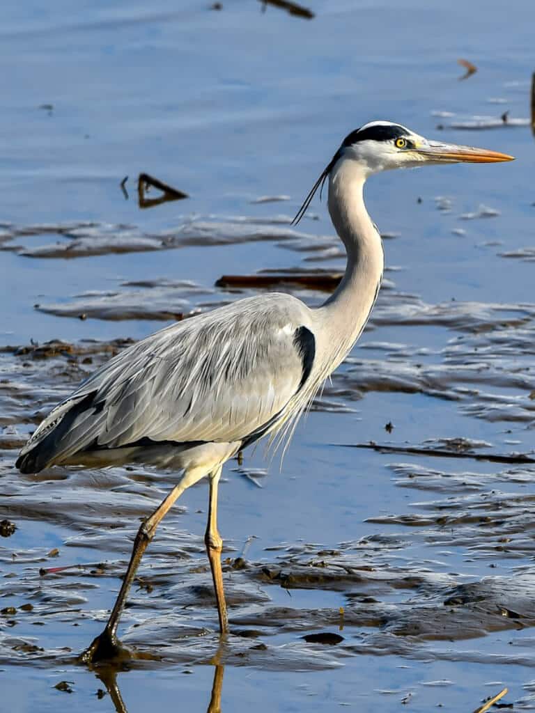 héron - observation d'oiseaux les sables d'olonne