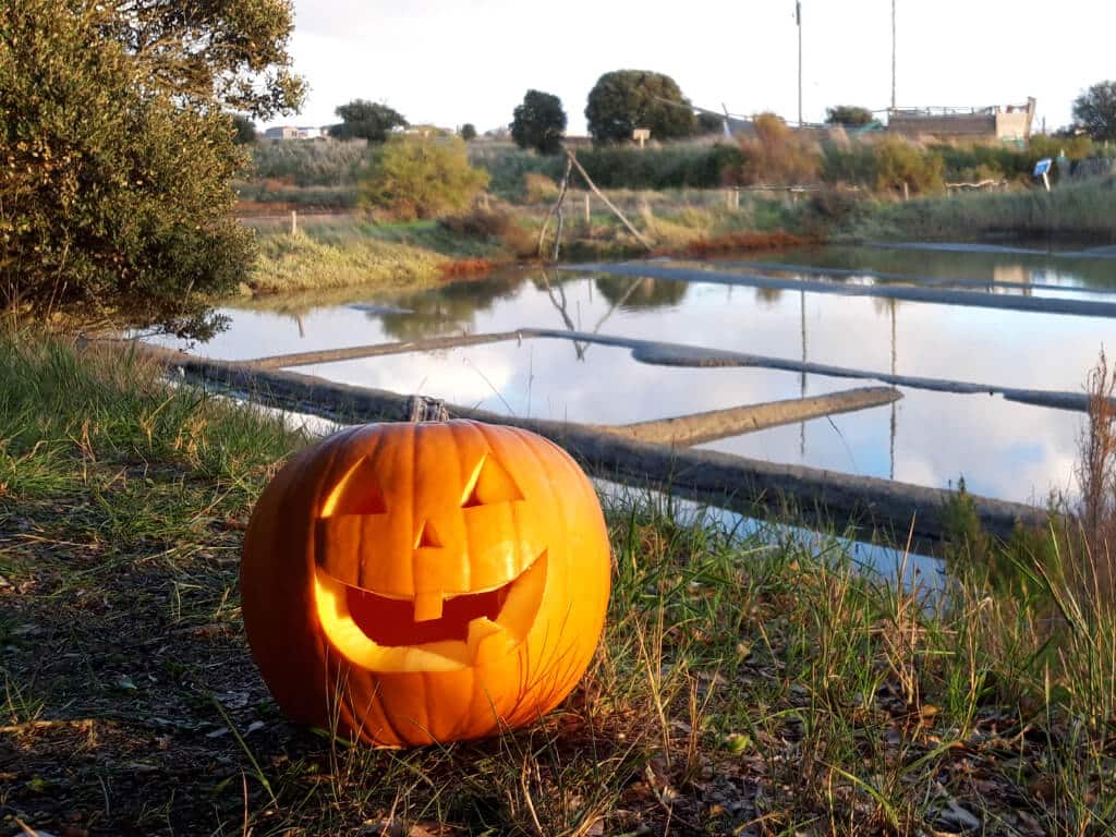 Activité Halloween, vacances de la Toussaint aux Salines